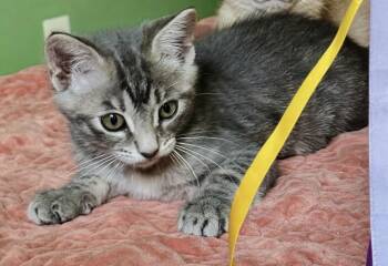 Leela May -  Tabby and Domestic Short Hair Cat for Adoption in Dallas, Texas - Leela May | PetCurious