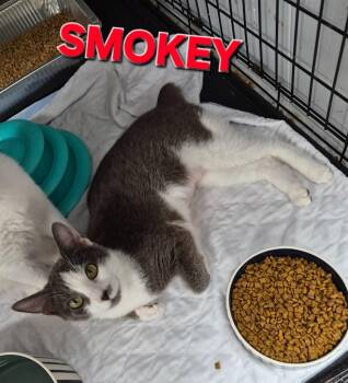 Domestic Short Hair Cats Available for Adoption in Rome, Georgia - Smokey | PetCurious