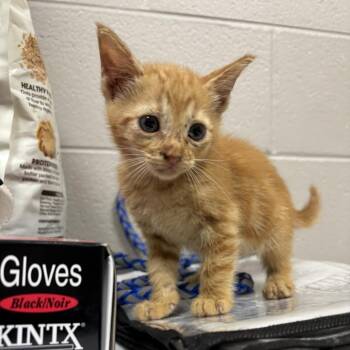 Fanta -  Domestic Short Hair Cat Available for Adoption in Lufkin, Texas - Fanta | PetCurious
