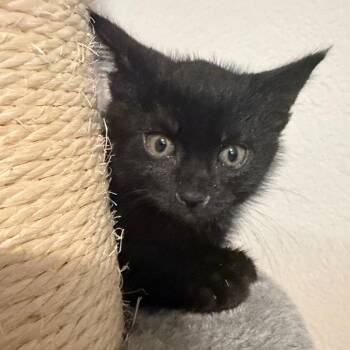 Mavis -  Domestic Short Hair Cat for Adoption in Midland, Texas - Mavis | PetCurious