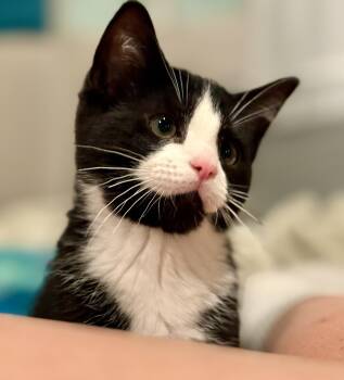 Patty Melt -  Domestic Short Hair Cat Available for Adoption in Portland, Oregon - Patty Melt | PetCurious