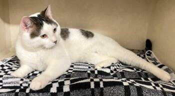 Nino -  Domestic Short Hair Cat for Adoption in Elmsford, New York - Nino | PetCurious