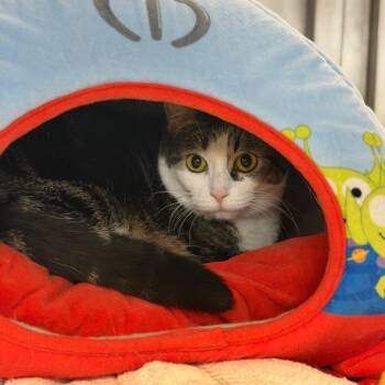 Lyra -  Domestic Short Hair Cat for Adoption in Portage, Michigan - Lyra | PetCurious