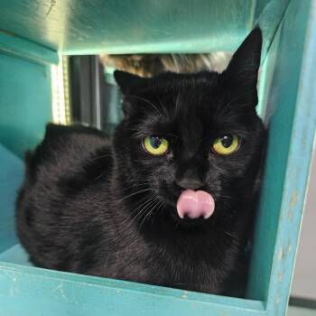 Domestic Short Hair Cats Available for Adoption - Minnie Mouse | PetCurious