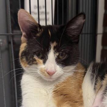 Miss puff -  Domestic Short Hair Cat for Adoption in Camden, Delaware - Miss Puff | PetCurious