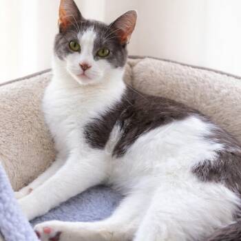 Domestic Short Hair Cats Available for Adoption - Dusty | PetCurious