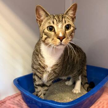 Spencer -  Domestic Short Hair Cat Available for Adoption in Sarasota, Florida - Spencer | PetCurious
