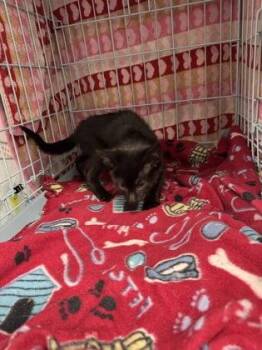 Jinx -  Domestic Short Hair Cat for Adoption in Gainesville, Florida - Jinx | PetCurious
