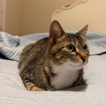 Domestic Short Hair Cats Available for Adoption in Fort Worth, Texas - Tulip | PetCurious