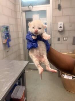 BECK -  Domestic Short Hair Cat for Adoption in Dallas, Texas - BECK | PetCurious