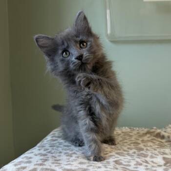 Gloria--In Foster -  Domestic Short Hair Cat for Adoption in Fargo, North Dakota - Gloria--In Foster | PetCurious