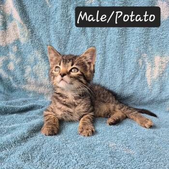 Potato -  Domestic Short Hair Cat for Adoption in Heber Springs, Arkansas - Potato | PetCurious