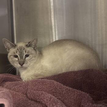IVHS-Stray-143598 -  Siamese Cat for Adoption in San Gabriel, California - IVHS-Stray-143598 | PetCurious