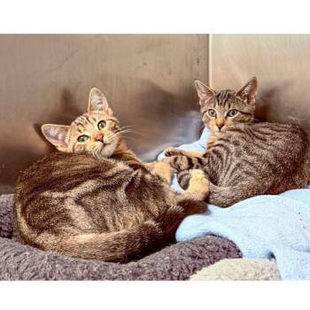 Charlie Bucket and Pony Boy -  Domestic Short Hair Cat for Adoption in Stamford, Connecticut - Charlie Bucket And Pony Boy | PetCurious