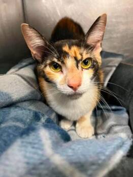 Breezy -  Domestic Short Hair Cat for Adoption in Fort Worth, Texas - Breezy | PetCurious