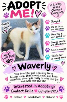 Waverly -  Calico Cat for Adoption in Leona Valley, California - Waverly | PetCurious