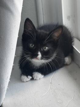 Domestic Short Hair Cats Available for Adoption in Telford, Pennsylvania - Queenie (Bodega Litter) | PetCurious