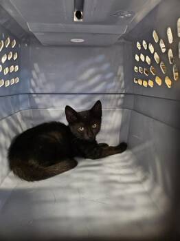 TILLY -  Domestic Short Hair Cat for Adoption in Palmetto, Florida - TILLY | PetCurious