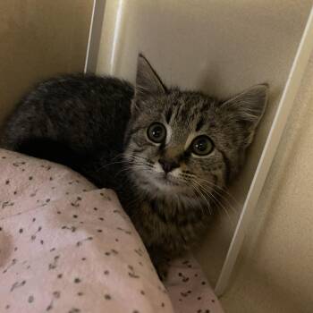 Millicent Quibb  -  Domestic Medium Hair Cat Available for Adoption in Hays, Kansas - Millicent Quibb  | PetCurious