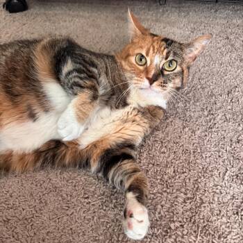 Raffia -  Calico Cat for Adoption in Houston, Texas - Raffia | PetCurious