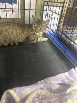 Domestic Short Hair Cats Available for Adoption in Gonzales, Louisiana - Lovebug | PetCurious