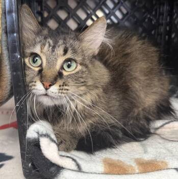 Hazel -  Domestic Medium Hair Cat for Adoption in Fremont, Nebraska - Hazel | PetCurious
