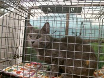 MARK -  Russian Blue Cat for Adoption in Houston, Texas - MARK | PetCurious
