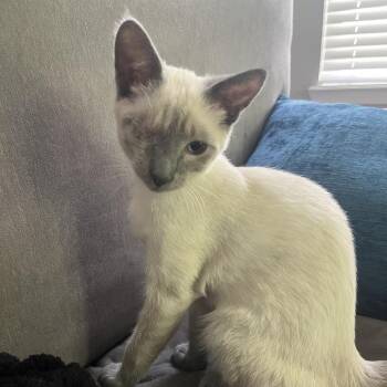 Max -  Domestic Short Hair and Siamese Cat for Adoption in Port Richey, Florida - Max | PetCurious
