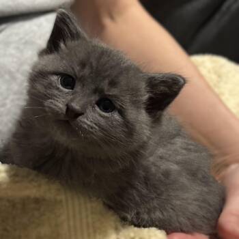 Russian Blue Cats Available for Adoption in Allen, Texas - Tornado (Russian Blue Mix) - Pre Adoption ONLY | PetCurious