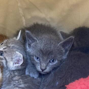 Isaac -  Domestic Short Hair Cat for Adoption in Galveston, Texas - Isaac | PetCurious