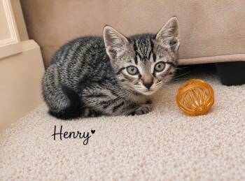 Henry -  Domestic Short Hair Cat for Adoption in Vancouver, Washington - Henry | PetCurious