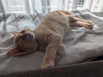 Yammy -  Domestic Short Hair Cat for Adoption in Shelton, Washington - Yammy | PetCurious