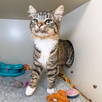Baby Boots -  Domestic Medium Hair Cat for Adoption in South Elgin, Illinois - Baby Boots | PetCurious