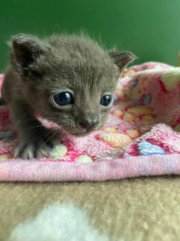 MickeyD -  Domestic Short Hair Cat for Adoption in Leonardtown, Maryland - MickeyD | PetCurious