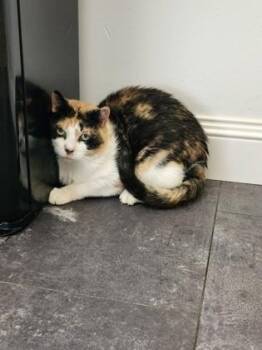 Rescue Domestic Short Hair Cats for Adoption in Renfrew, Pennsylvania - Susan | PetCurious