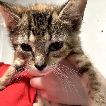Massey -  Domestic Short Hair Cat for Adoption in Leander, Texas - Massey | PetCurious
