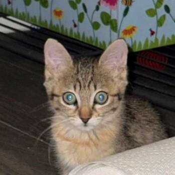 Bonnie -  American Shorthair Cat for Adoption in Grand Prairie, Texas - Bonnie | PetCurious