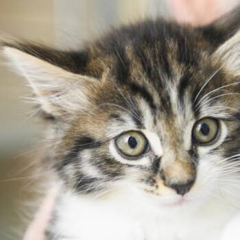 Domestic Long Hair Cats Available for Adoption in Redwood City, California - Violet | PetCurious