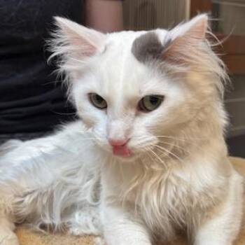 Domestic Long Hair Cats Available for Adoption in Murray, Utah - Virginia | PetCurious