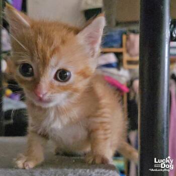 Cream Puff -  Domestic Short Hair Cat for Adoption in Washington, District Of Columbia - Cream Puff | PetCurious