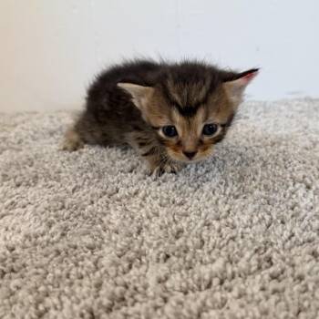 Aria -  Domestic Short Hair Cat for Adoption in North Canton, Ohio - Aria | PetCurious