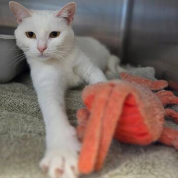 Viola -  Domestic Short Hair Cat for Adoption in Warwick, Rhode Island - Viola | PetCurious