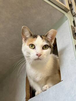 Dutchess -  Domestic Short Hair Cat Available for Adoption in Papillion, Nebraska - Dutchess | PetCurious