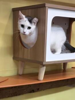 Tulip -  Domestic Short Hair Cat for Adoption in Wells, Maine - Tulip | PetCurious