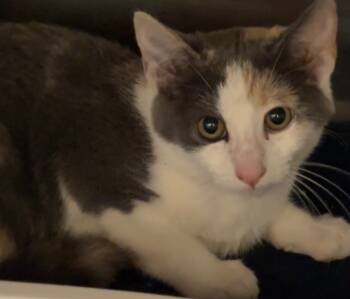 Rescue Domestic Short Hair Cats for Adoption in Elizabethton, Tennessee - CRANBERRY | PetCurious