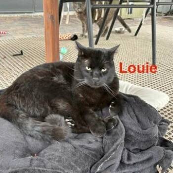 Domestic Short Hair Cats Available for Adoption - Louie | PetCurious
