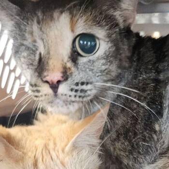 Fiona -  Domestic Short Hair Cat for Adoption in Kingman, Arizona - Fiona | PetCurious