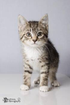Domestic Short Hair Cats Available for Adoption in Maryville, Tennessee - Smoke | PetCurious