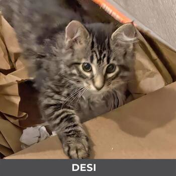 Desi -  Domestic Medium Hair Cat for Adoption in Toronto, Ontario - Desi | PetCurious
