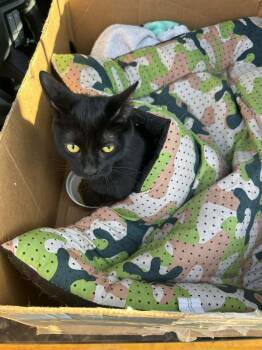 Domestic Short Hair Cats Available for Adoption in Grand Rapids, Michigan - Magpie | PetCurious